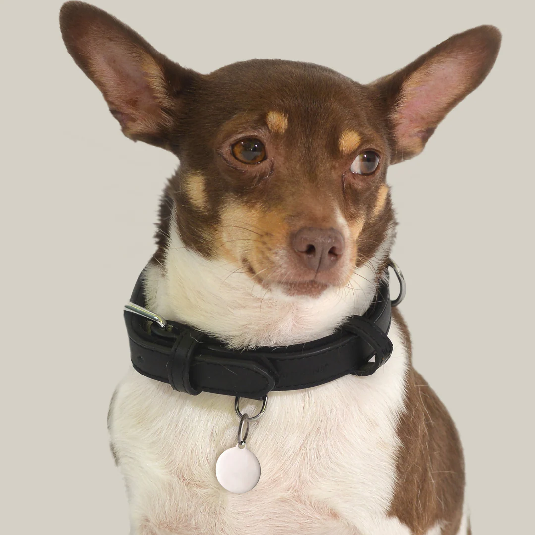 MEDAGLIETTA PERSONALIZZABILE CANE E GATTO CERCHIO - Image 3